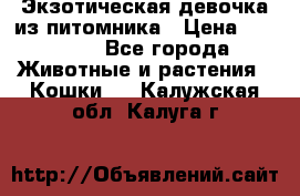 Экзотическая девочка из питомника › Цена ­ 25 000 - Все города Животные и растения » Кошки   . Калужская обл.,Калуга г.